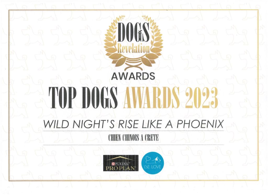 Wild Night's - Top Chinese Crested 2023