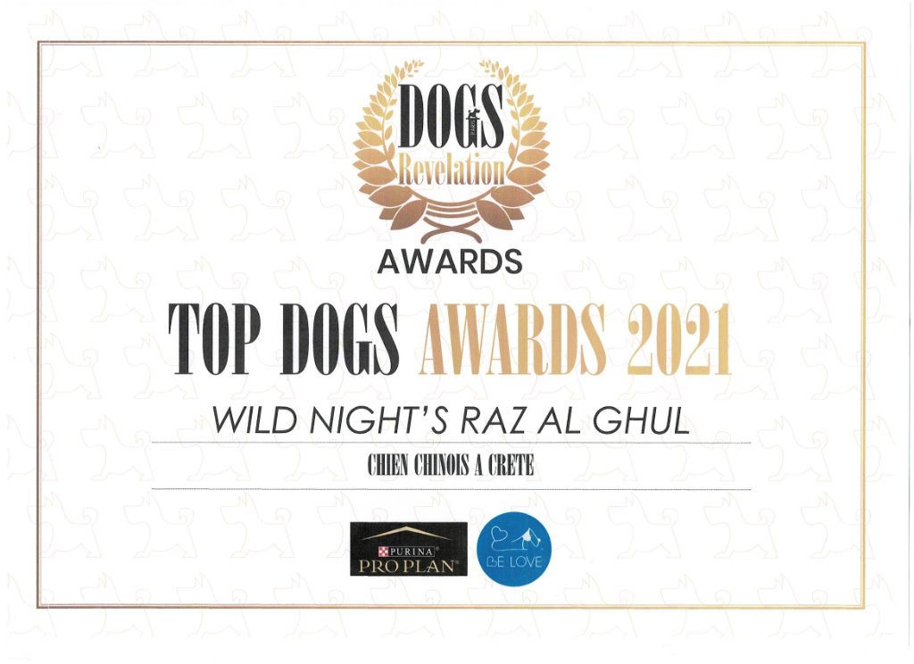 Wild Night's - Ch. Wild Night's Raz Al Ghul TOP CHINESE 2021