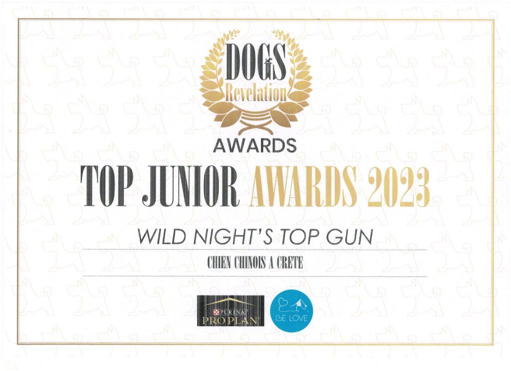 Wild Night's - Top Junior Award 2023
