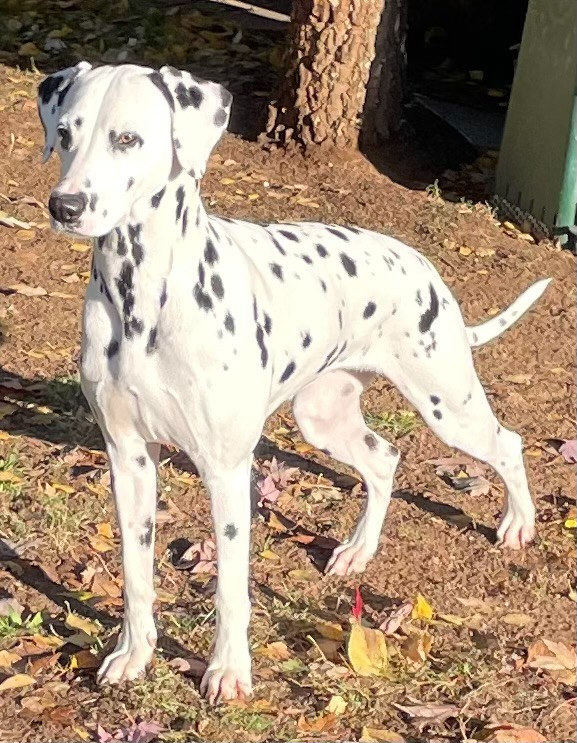 Femelle adulte à vendre !!