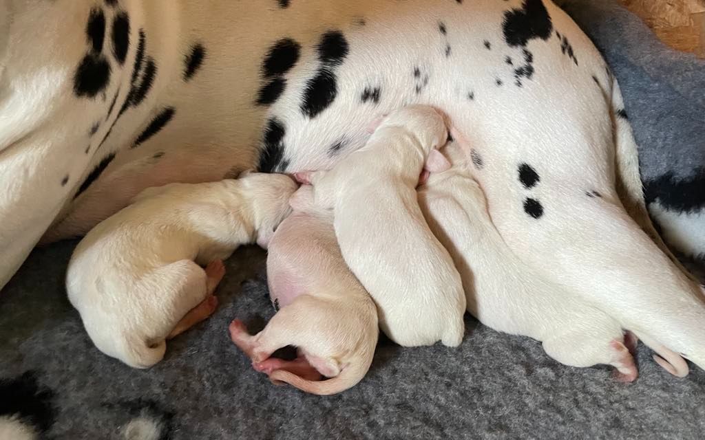 Chiot Dalmatien Wild Night's