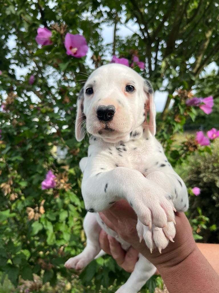 Wild Night's - Chiots disponibles - Dalmatien