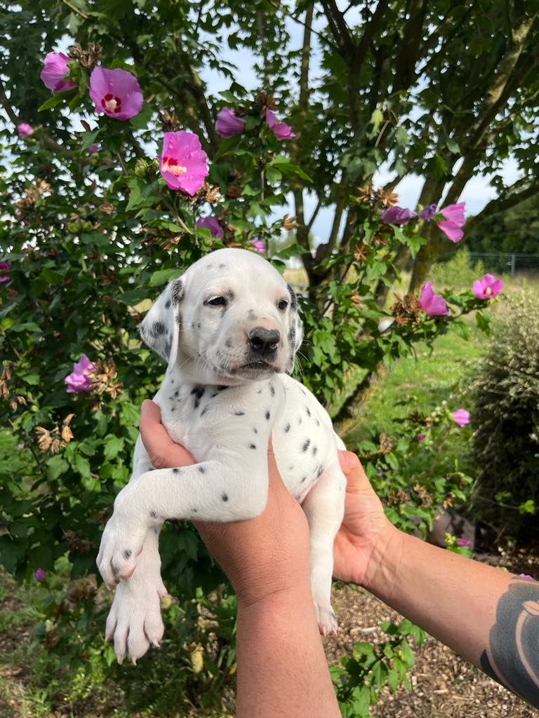 Wild Night's - Chiots disponibles - Dalmatien